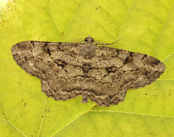 70.258 BF1937 Willow Beauty Peribatodes rhomboidaria