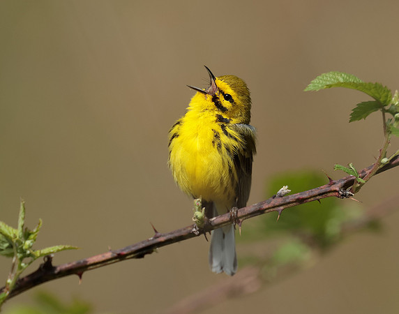 Prairie Warbler Setophaga discolor