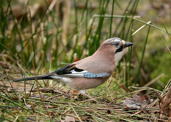 Jay Corvus glandarius