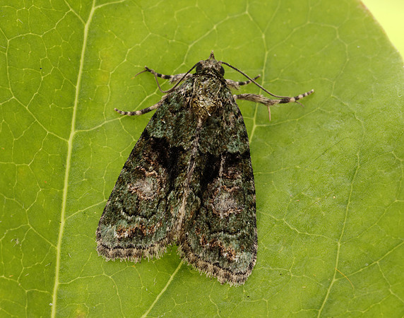 73.082 BF2292 Tree-lichen Beauty Cryphia algae