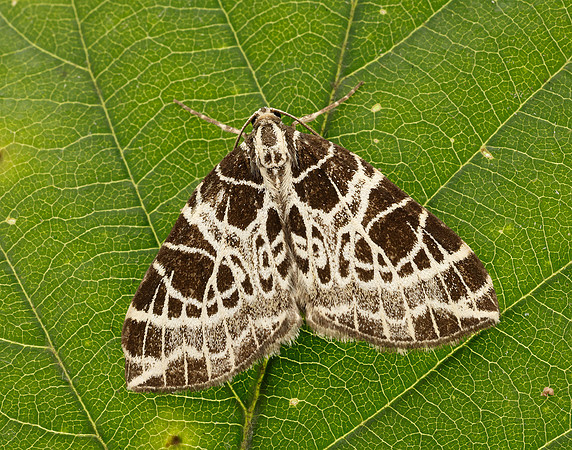 70.088 BF1772 Netted Carpet Eustroma reticulata