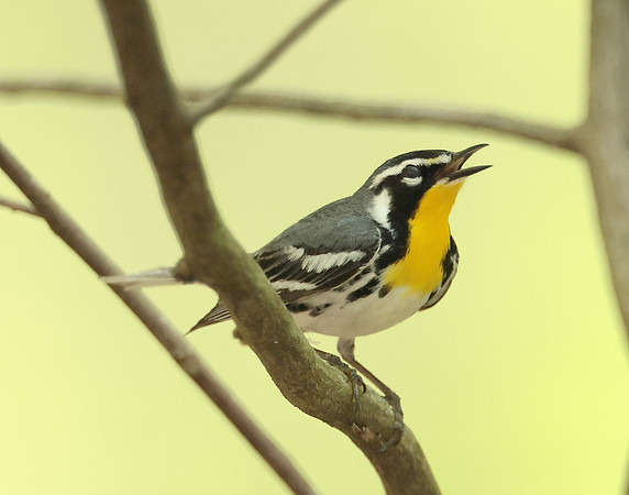 Yellow-throated Warbler  Setophaga dominica