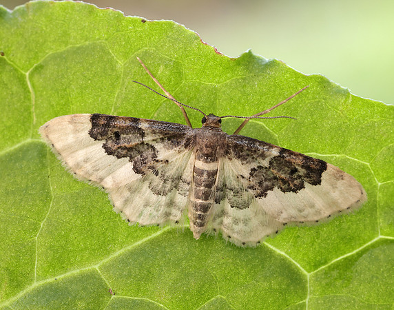 70.004 BF1699 Least Carpet Idaea rusticata