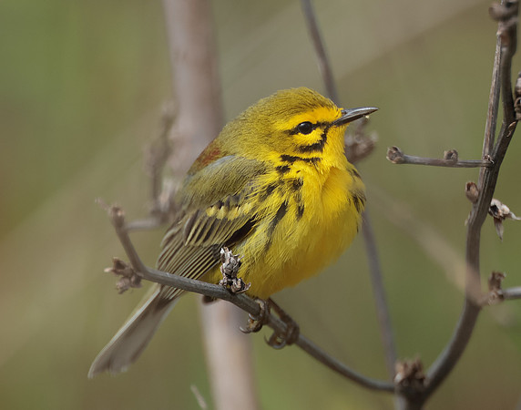 Prairie Warbler Setophaga discolor