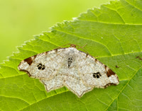 70.211 BF1889 Peacock Moth Macaria notata