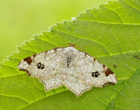 70.211 BF1889 Peacock Moth Macaria notata