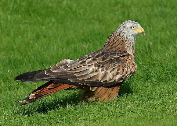 Red Kite Milvus milvus
