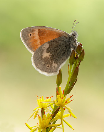 Large Heath scotica Coenonympha tullia scotica