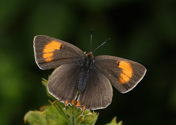 Brown Hairstreak Thecla betulae