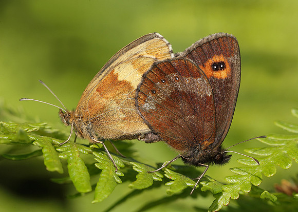 Scotch Argus Erebia aethiops