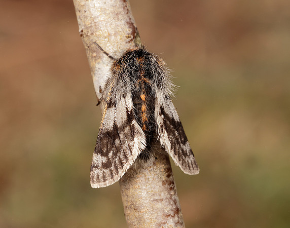 70.249 BF1929 Rannoch Brindled Beauty Lycia lapponaria