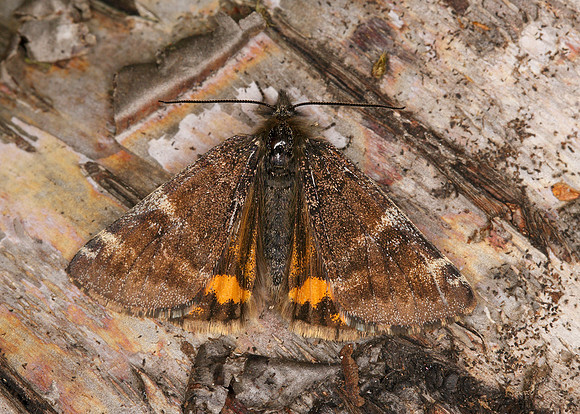 70.203 BF1661 Orange Underwing Archiearis parthenias