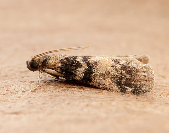 62.048 BF1470 Euzophera pinguis