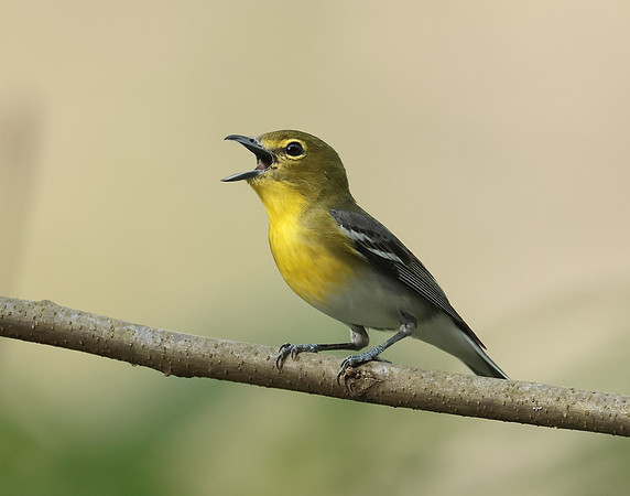 Yellow-throated Vireo Vireo flavifrons