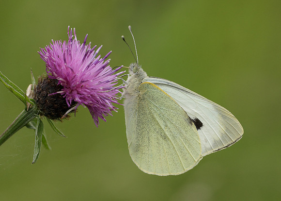 Large White Pieris brassicae