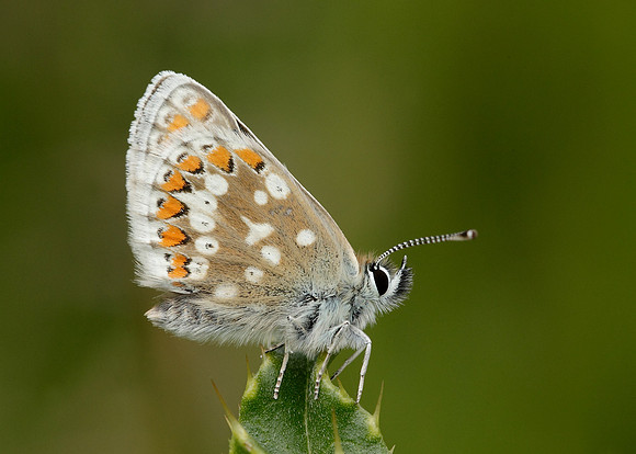 Northern Brown Argus Aricia artaxerxes artaxerxes