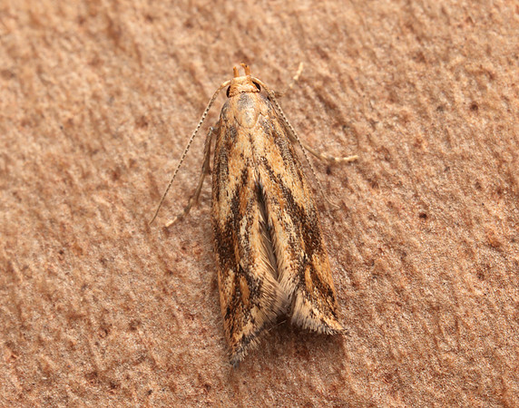 47.006 BF481 Epermenia falciformis