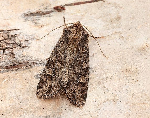 73.154 BF2330 Dusky Brocade Apamea remissa
