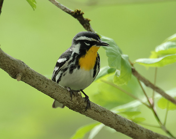 Yellow-throated Warbler  Setophaga dominica