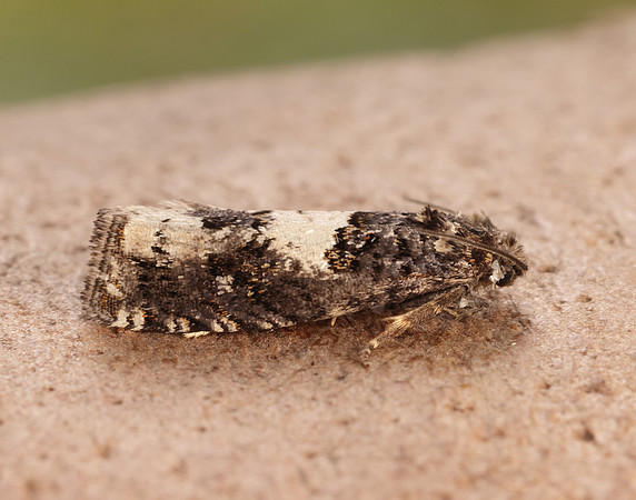 49.285 BF1184 Epiblema scutulana