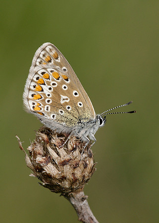 Common Blue Polyommatus icarus