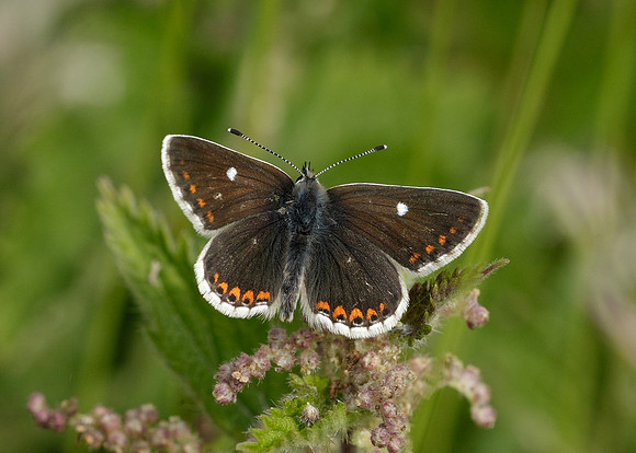 Northern Brown Argus Aricia artaxerxes artaxerxes