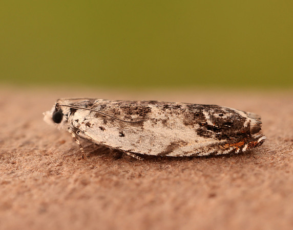 49.203 BF1123 Ancylis laetana