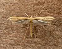45.044 BF1524 Common Plume Emmelina monodactyla
