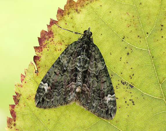 70.095 BF1760 Red-green Carpet Chloroclysta siterata