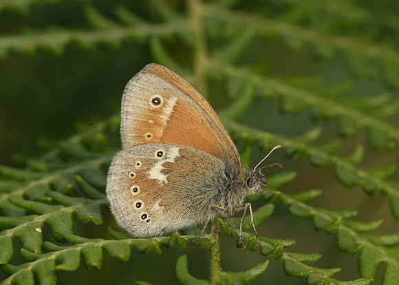 Large Heath Coenonympha tullia