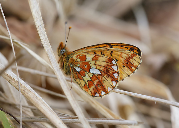 Pearl-Bordered Fritillary Boloria euphrosyne