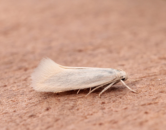 38.004 BF610 Elachista argentella