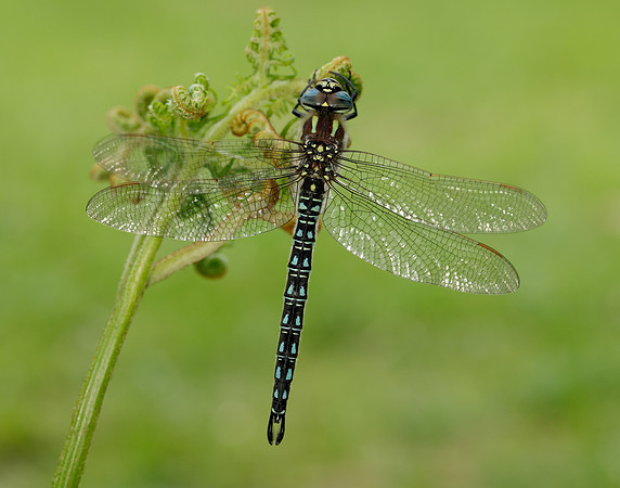 Hairy Dragonfly Brachytron pratense