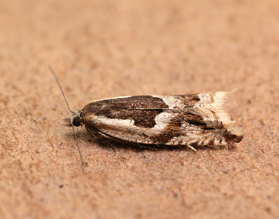 49.211 BF1128 Ancylis myrtillana