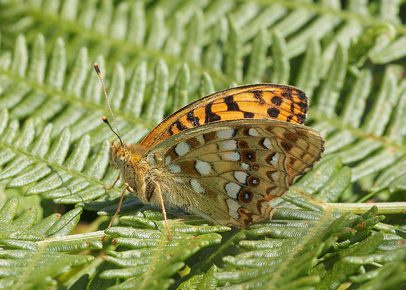 High Brown Fritillary Argynnis adippe