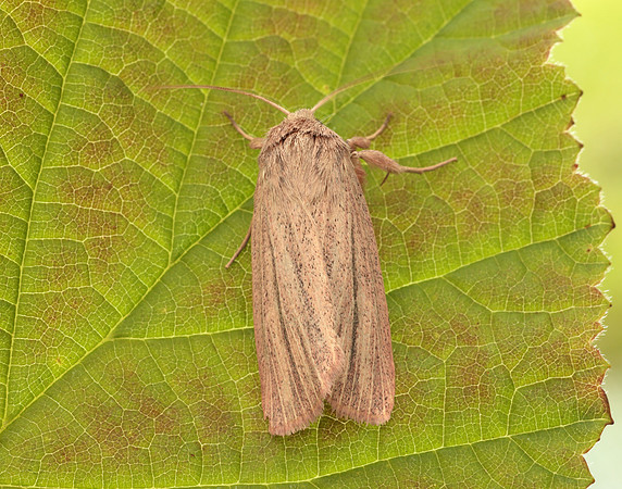 73.289 BF2196 Striped Wainscot Mythimna pudorina