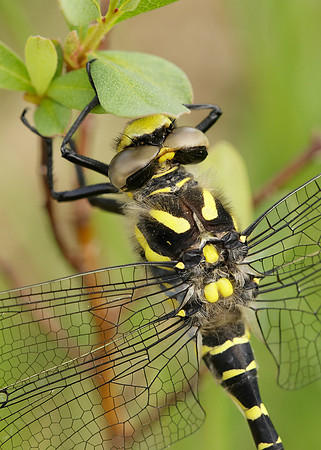Golden-ringed Dragonfly Cordulegaster boltonii