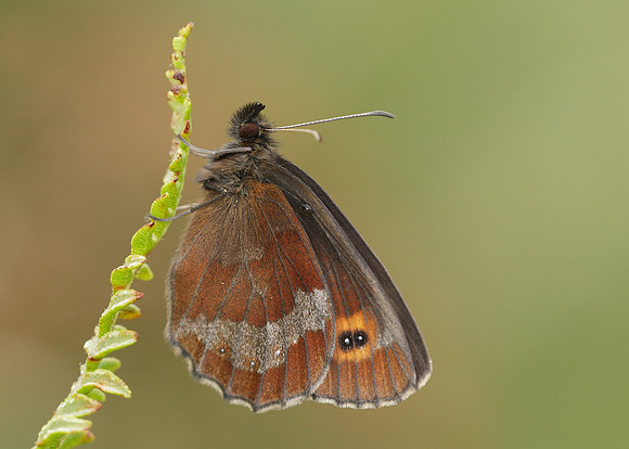 Scotch Argus Erebia aethiops