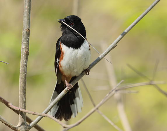 Eastern Towhee Pipilo erythrophthalmus