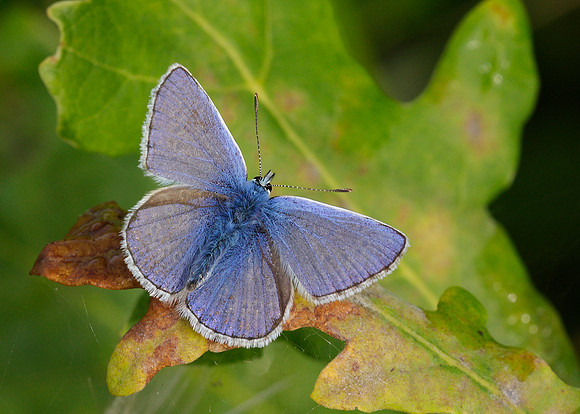 Common Blue Polyommatus icarus