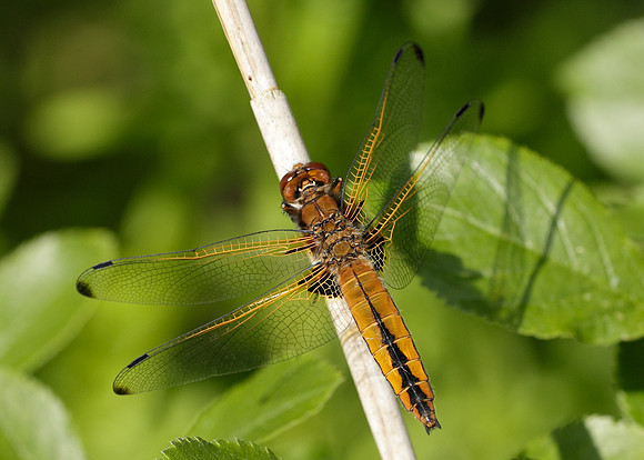 Scarce Chaser Libellula fulva
