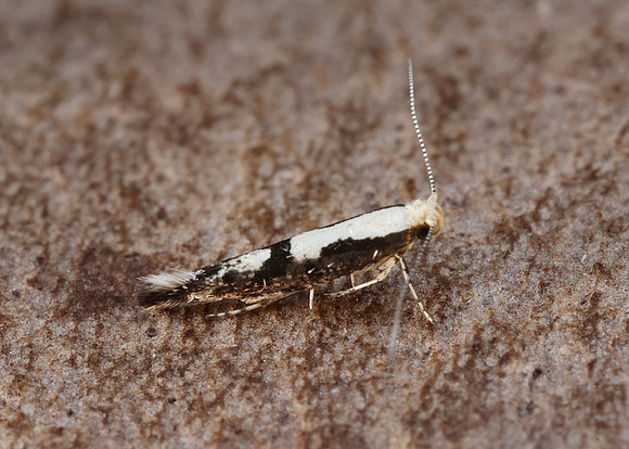 20.019 BF418 Apple Fruit Moth Argyresthia conjugella