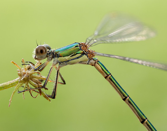 Willow Emerald Chalcolestes viridis