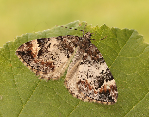 70.097 BF1764 Common Marbled Carpet Dysstroma truncata
