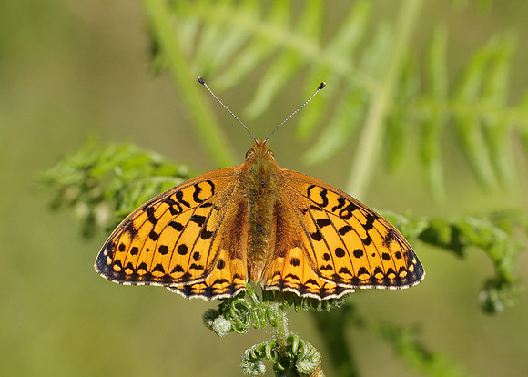 Dark Green fritillary Argynnis aglaja