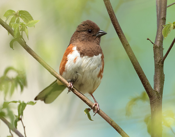 Eastern Towhee Pipilo erythrophthalmus