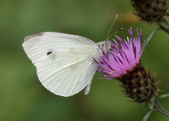Small White Pieris rapae
