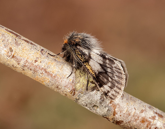70.249 BF1929 Rannoch Brindled Beauty Lycia lapponaria