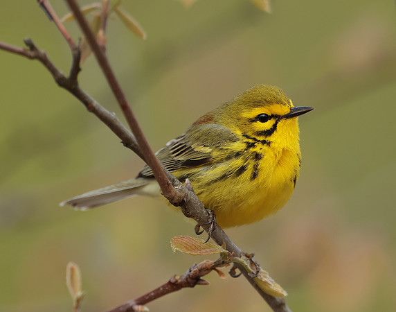 Prairie Warbler Setophaga discolor