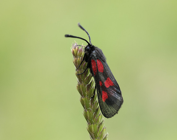 54.007 BF168 New Forest Burnet Zygaena viciae